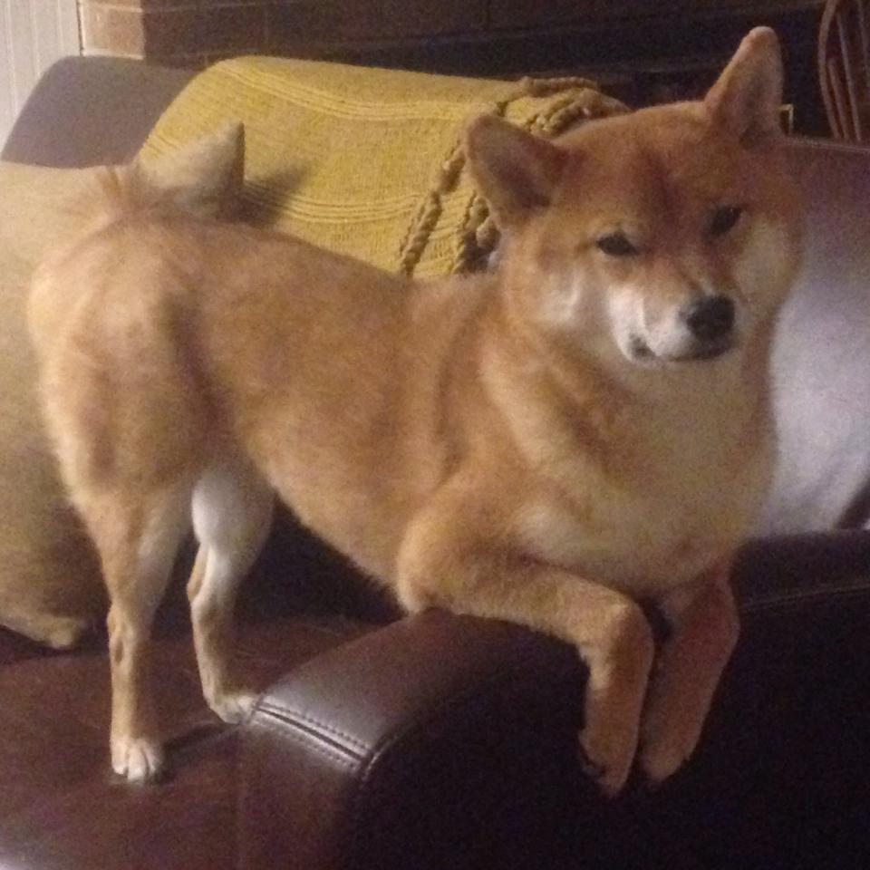 冰岛封锁亚特兰大？德甲争冠暗藏战略玄机，足球与地缘的意外对话