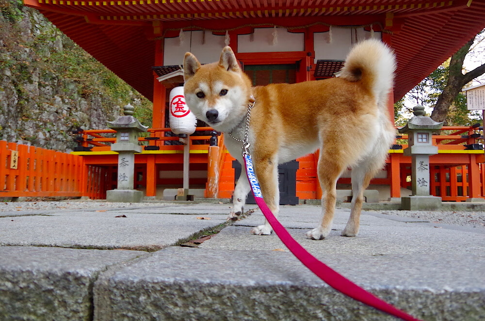 开云APP-奥斯梅恩的逆袭，一场血洗与一张染红的门票
